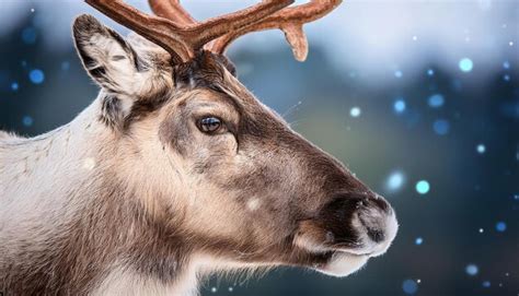 Up Close with Reindeer