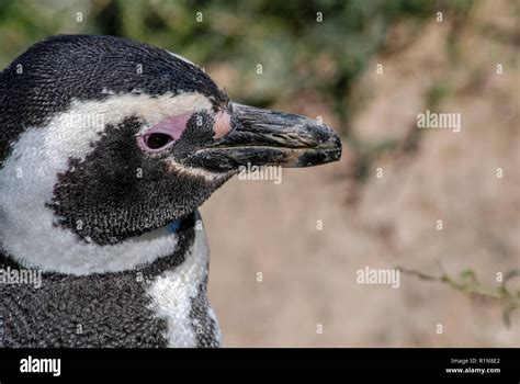 Up close penguin Punta Tombo