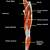 Upper Leg Muscle Anatomy