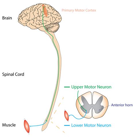 Upper Motor Neuron
