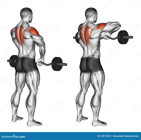 Upright Rows Barbell