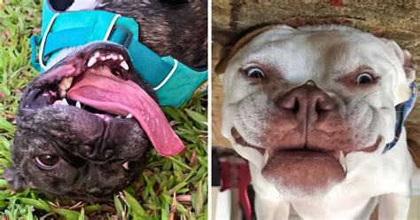 Upside Down Dog Faces