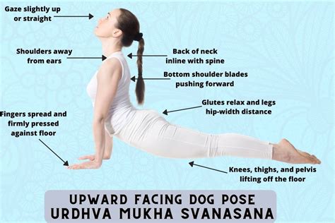 Upward Dog Cues