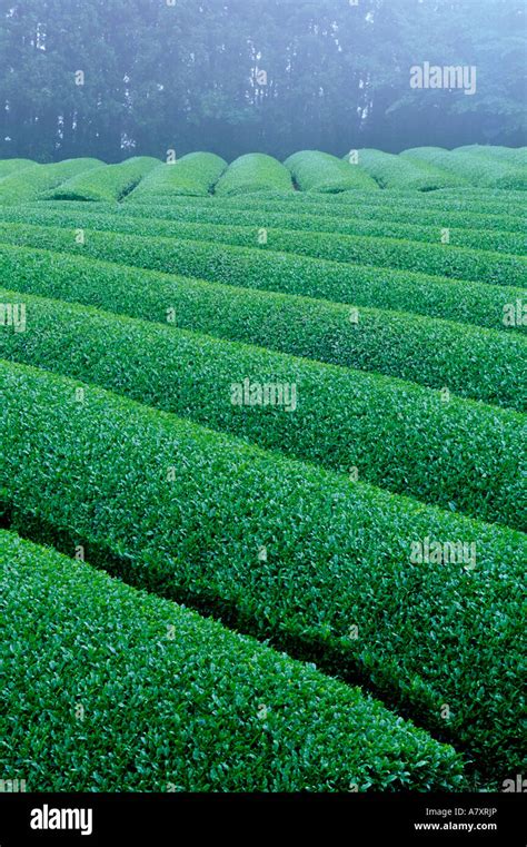 Ureshino Tea Fields