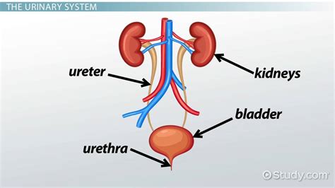 Ureter Health: Function, Disorders & Solutions