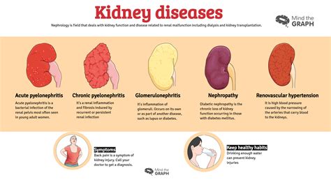 Urinary System: Function, Diseases & Solutions.