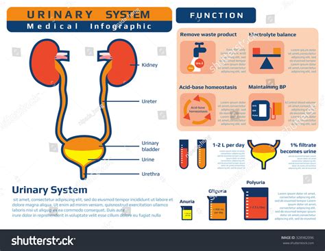 Urinary System: Health, Function & Common Problems