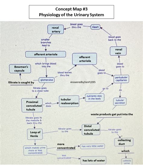 Urinary system Medical school studying, Nursing school survival