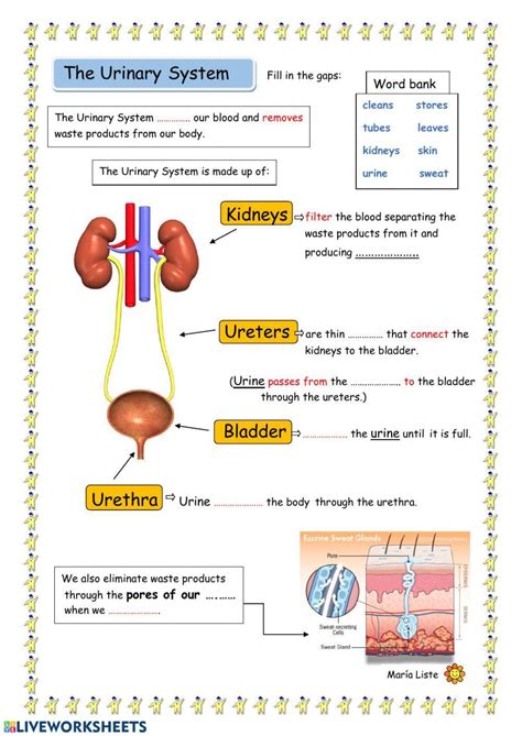 Urinary System Worksheets