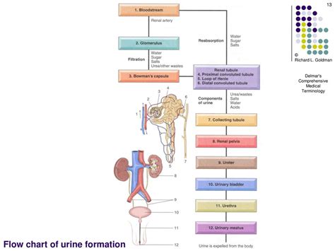 Urine Flow Chart