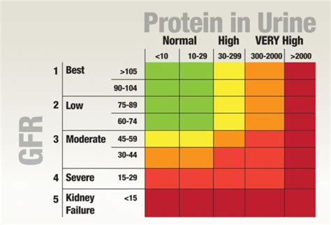 Urine Protein Level Chart