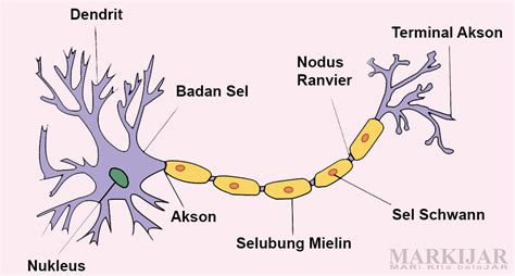 Urutan Jalannya Rangsang pada Neuron Adalah