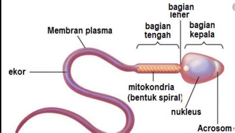 Urutan Jalannya Spermatozoa Keluar Dari Tubuh Adalah