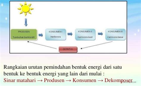 Urutan Proses Perpindahan Energi Dalam Ekosistem