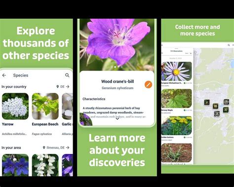 Use Plant Identification Apps