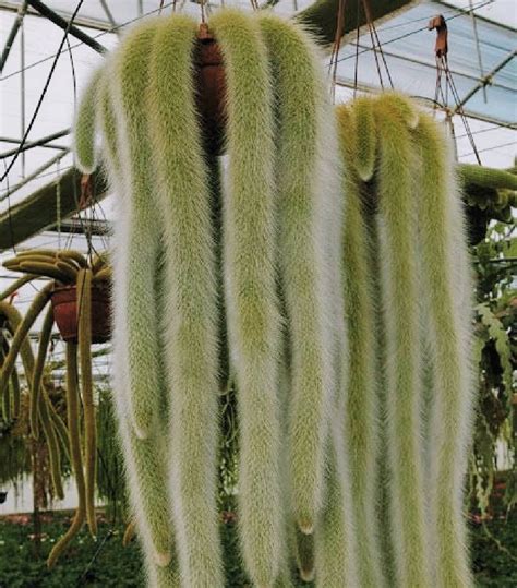 Uses of Monkey Tail Cactus