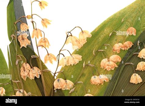 Using Dried Lily of the Valley