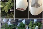Using Milk Jugs to Water Plants