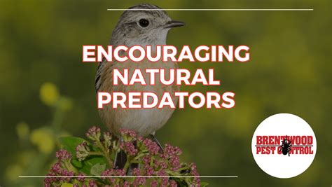 Using Natural Predators