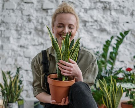 Using Plants to Bring Life and Vitality