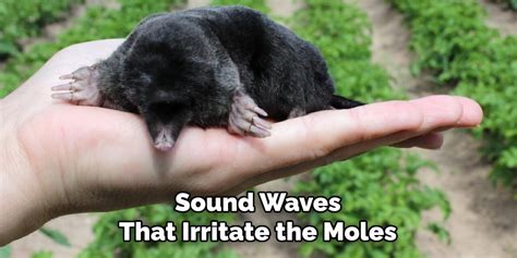 Using Sound and Vibration to Annoy Moles
