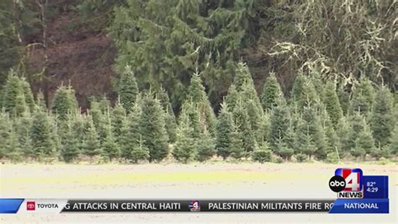 Utah Christmas Tree Permits 2024
