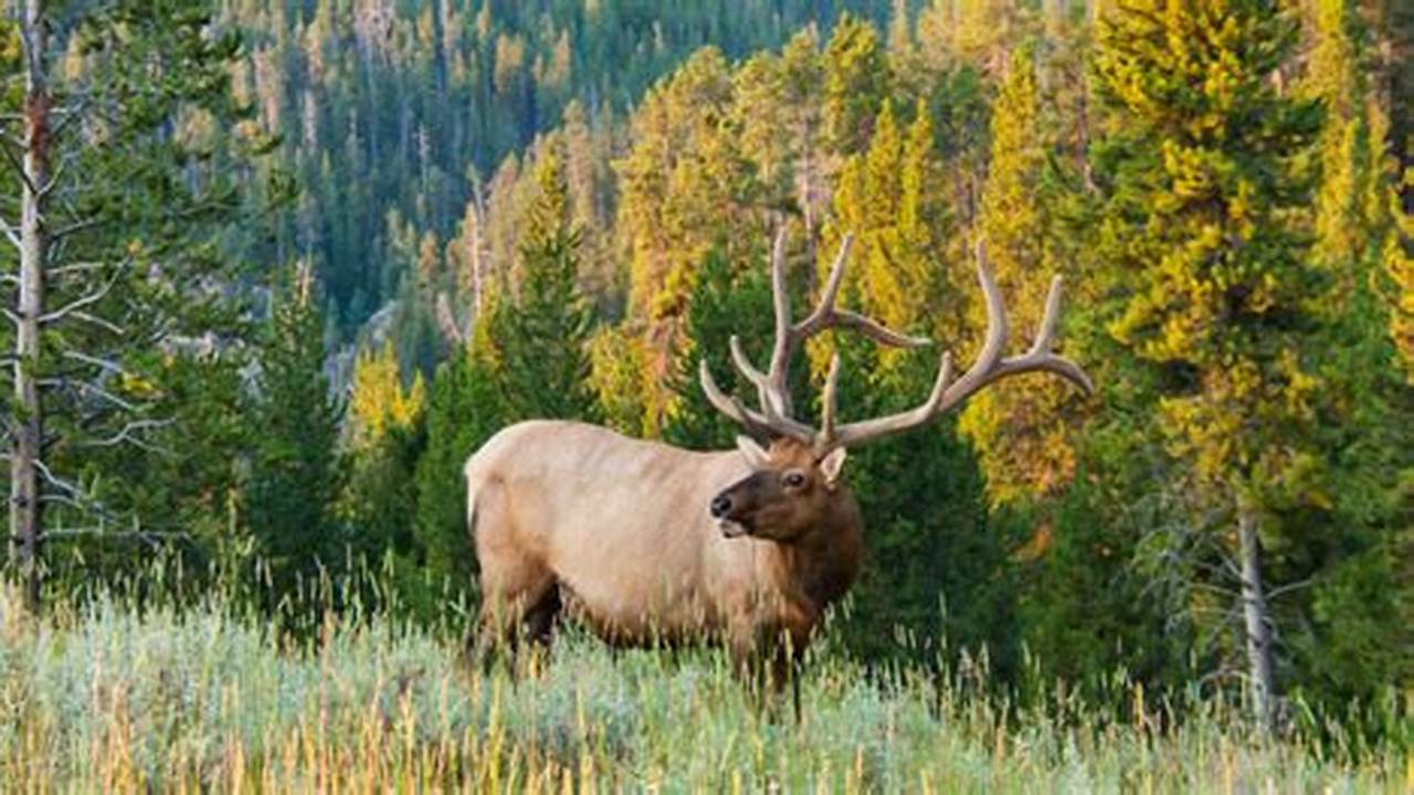 Utah Hunting Tags 2024