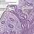 Uterus Menstrual Phase Histology