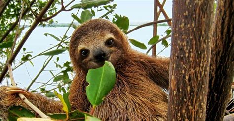 Uvita Sloth Watching Trail Review: Is It Really The Best Tour?