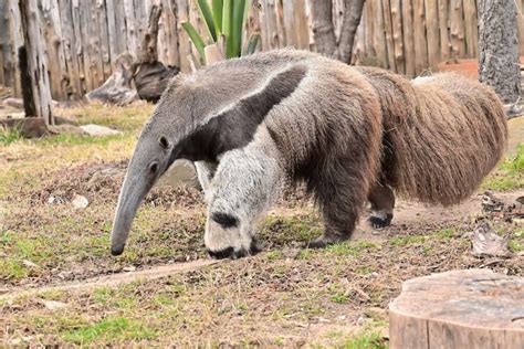 Uzzara Anteater