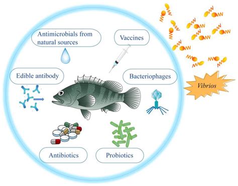 Vaccines against Ick fish disease