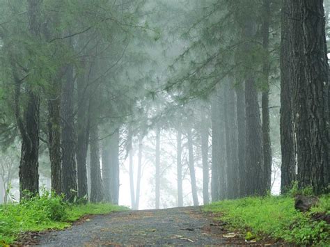 Vagamon forest