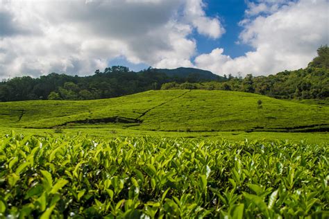 Vagamon tea estate