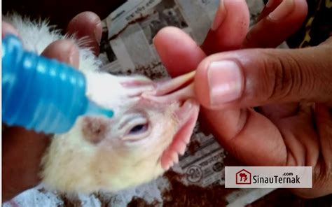 Vaksin untuk Ayam Hias