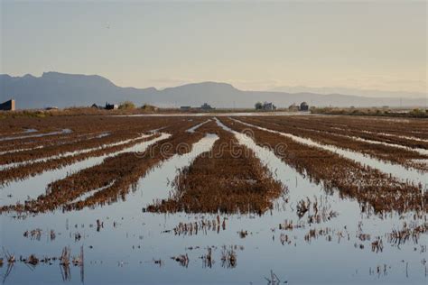Valencia Rice Fields