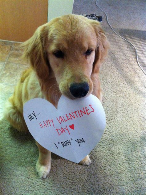 Valentines Day Dog Meme