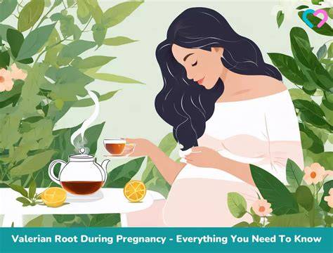 Valerian Root And Pregnancy