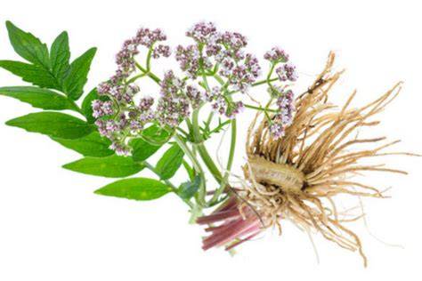 Valerian Root And Zoloft