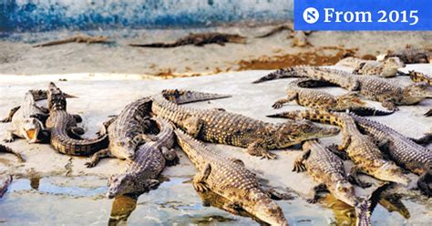 Valley of the Crocodiles