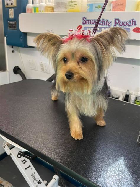 Valparaiso Dog Grooming