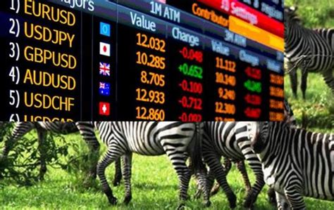 Value Money Transfer Safari