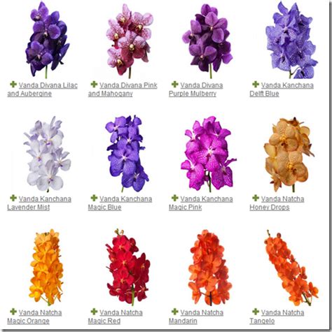 Vanda Orchid Colors