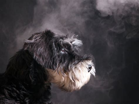 Vape Smoke Bad For Dogs