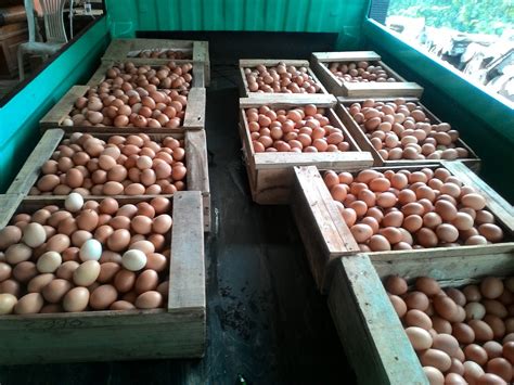 Variabilitas Produksi Telur