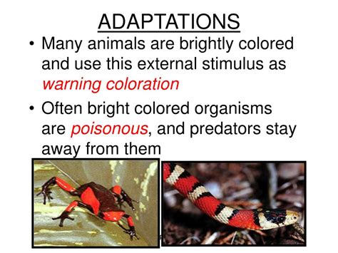 Variations and adaptations for mandazi