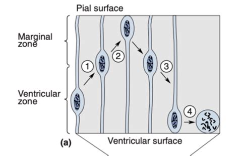 Variations in Neurological Wiring