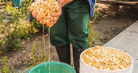 Variations in Nixtamalization Techniques