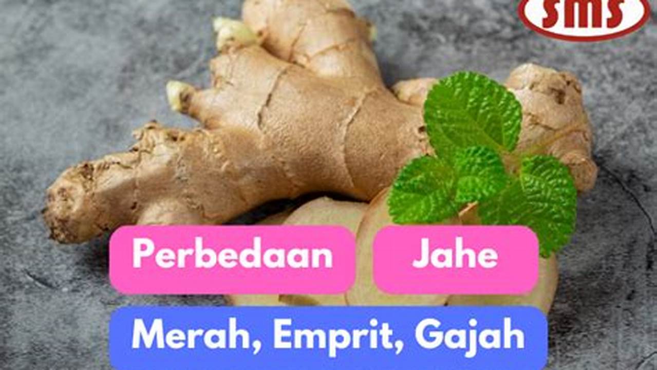 Varietas Jahe, Jahe Gajah 2