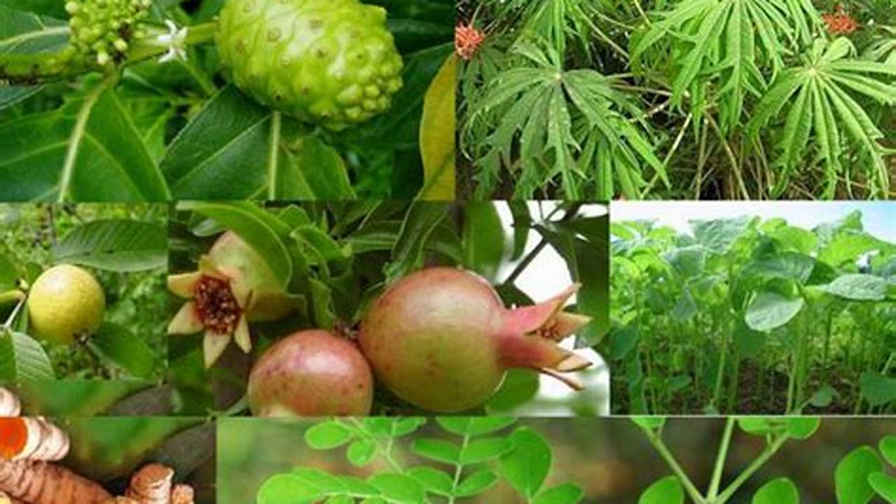 Varietas Genuina, Fruticosa, Macrophylla, Tanaman Obat Keluarga
