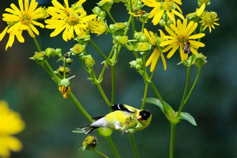 Varieties of Goldfinch Plant